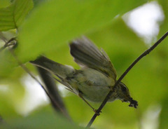 Phylloscopus trochilus