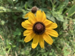 Rudbeckia hirta