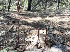 Bletia nitida