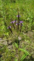 Verbena hastata
