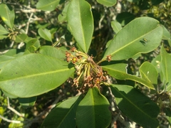 Manilkara subsericea