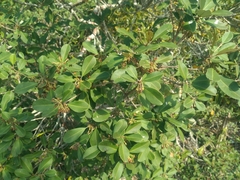 Manilkara subsericea