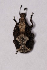 Physopterus melanoleucus