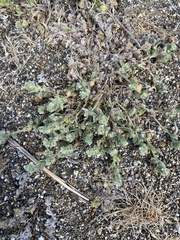 Cryptantha leiocarpa