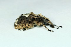 Physopterus melanoleucus