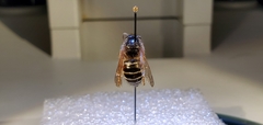 Dolichovespula albida