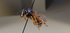 Dolichovespula albida