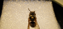 Dolichovespula albida
