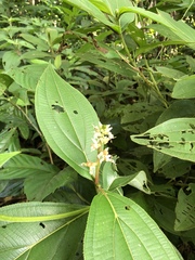 Miconia nervosa