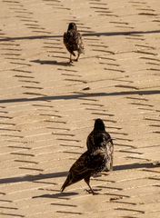 Sturnus vulgaris