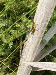 Pseudochorthippus curtipennis