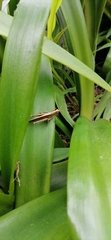 Orthoptera