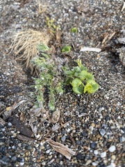Cryptantha leiocarpa