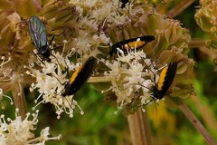 Sciara hemerobioides