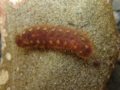 Lepidonotus squamatus