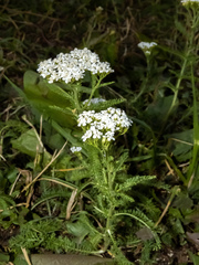 Achillea millefolium