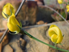 Lebeckia pauciflora