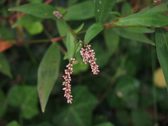 Polygonum jucundum