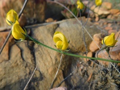 Lebeckia pauciflora