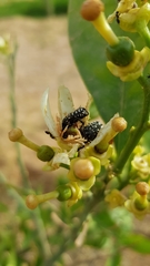Oxythyrea