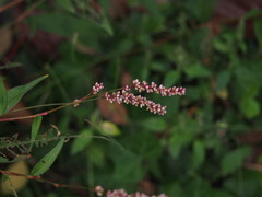 Polygonum jucundum