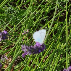 Celastrina argiolus
