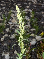 Chenopodium album
