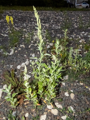Chenopodium album