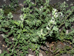 Chenopodium album