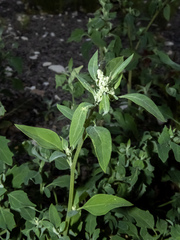 Chenopodium album