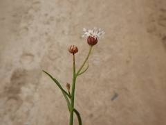 Baccharis juncea