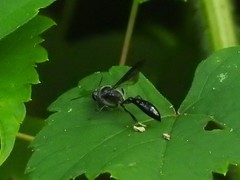 Trypoxylon lactitarse