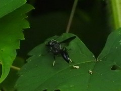 Trypoxylon lactitarse