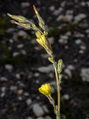 Lactuca serriola
