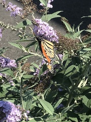 Danaus plexippus