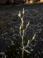 Lactuca serriola