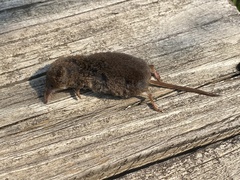 Sorex hoyi
