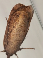 Noctua pronuba