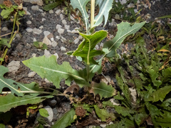 Lactuca serriola