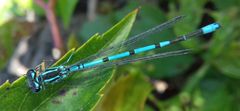 Coenagrion puella