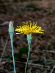 Scorzoneroides autumnalis