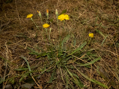 Scorzoneroides autumnalis