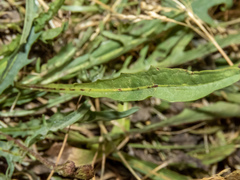 Scorzoneroides autumnalis