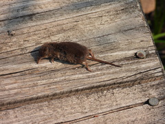 Sorex hoyi