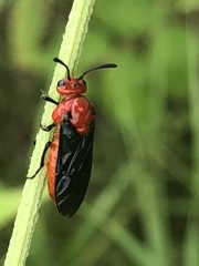 Arge coccinea