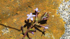Plumbago caerulea