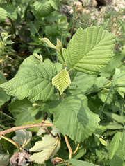 Corylus americana