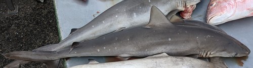 Caribische scherpsnuithaai (Rhizoprionodon porosus) — Carcharhinidae — 2