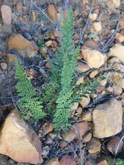 Cheilanthes contracta