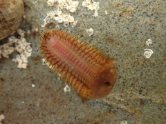 Lepidonotus squamatus